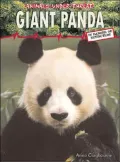 Giant Panda