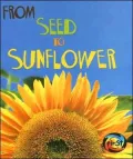 From Seed to Sunflower