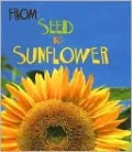 From Seed to Sunflower