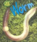 Worm