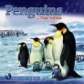 Penguins and Other Polar Animals