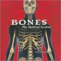 Bones: The Skeletal System