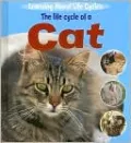 The Life Cycle of a Cat