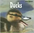 Ducks