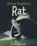 Rat