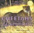 Cheetahs/Guepardos