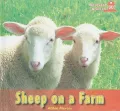 Sheep on a Farm