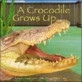 A Crocodile Grows Up