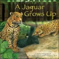 A Jaguar Grows Up