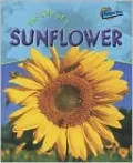 Life of a Sunflower
