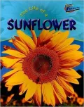 The Life of a Sunflower