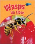 Wasps Up Close