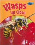 Wasps Up Close