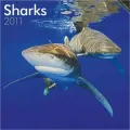 2011 Sharks Square Wall Calendar