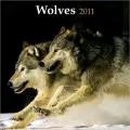 2011 Wolves PLATO Square Wall Calendar
