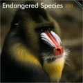 2011 Endangered Species Square Wall Calendar