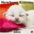 2011 Newborn Kittens Square Wall Calendar