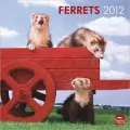 2012 Ferrets Square 12X12 Wall Calendar