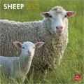 2012 Sheep Square 12X12 Wall Calendar