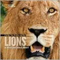Face to Face with Lions