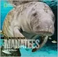 Face to Face with Manatees
