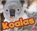 Koalas