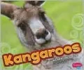 Kangaroos