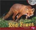 Red Foxes