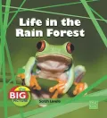 Life in the Rain Forest