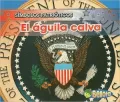 El Aguila Calva/ the Bald Eagle