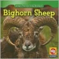 Bighorn Sheep
