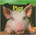 Pigs