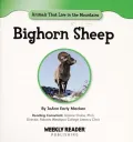 Bighorn Sheep