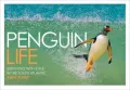 Penguin Life Surviving with Style in the South Atlantic