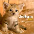 ZooBorns Cats!: The Newest, Cutest Kittens and Cubs from the World's Zoos
