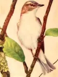 Birds Every Child Should Know, Illustrated