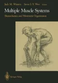 Multiple Muscle Systems