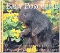 Baby Porcupine