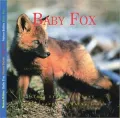 Baby Fox