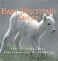 Baby Mountain Sheep