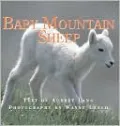 Baby Mountain Sheep