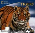 2011 National Geographic Tigers Wall Calendar