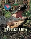The Everglades