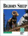 Bighorn Sheep