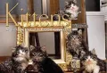 Kittens a Book of 21 Postcards