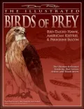 Illustrated Birds of Prey: Red-Tailed Hawk, American Kestrel & Peregrine Falcon: The Ultimate Reference Guide for Bird Lovers, Artists, and Woodcarvers