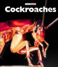 Cockroaches