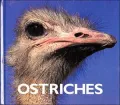 Ostriches