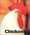 Chickens