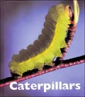 Caterpillars